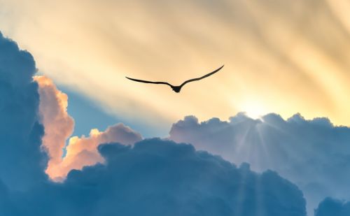 PNL Martine Cornélis